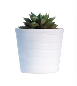 Indoor Plant 2