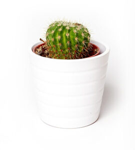 Flower Plant