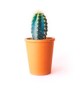 Indoor Plant