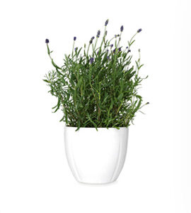 Palm Plant