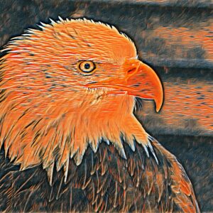 Falcon Bird Paint